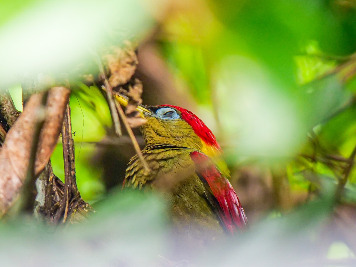 Crimson-winged Woodpecker - ML644081730