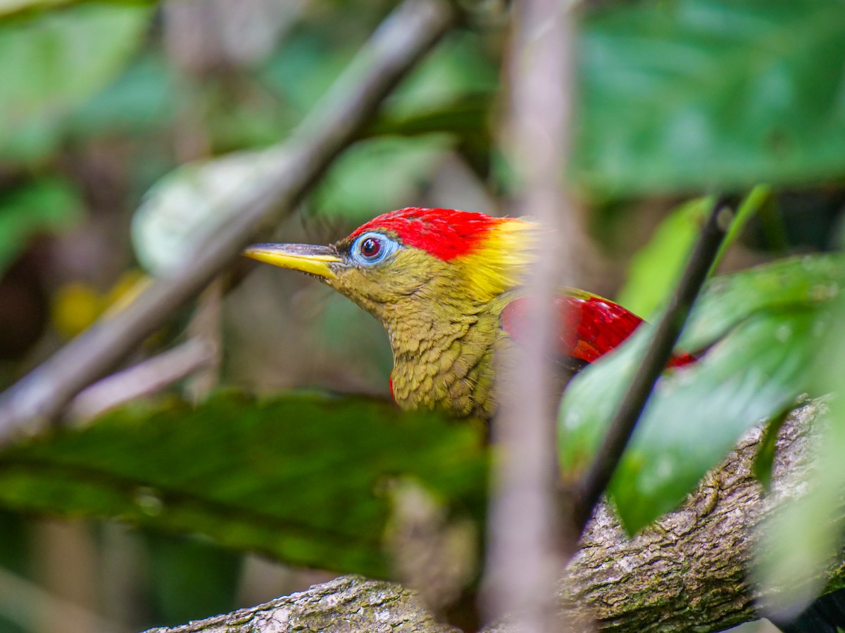 Crimson-winged Woodpecker - ML644081731
