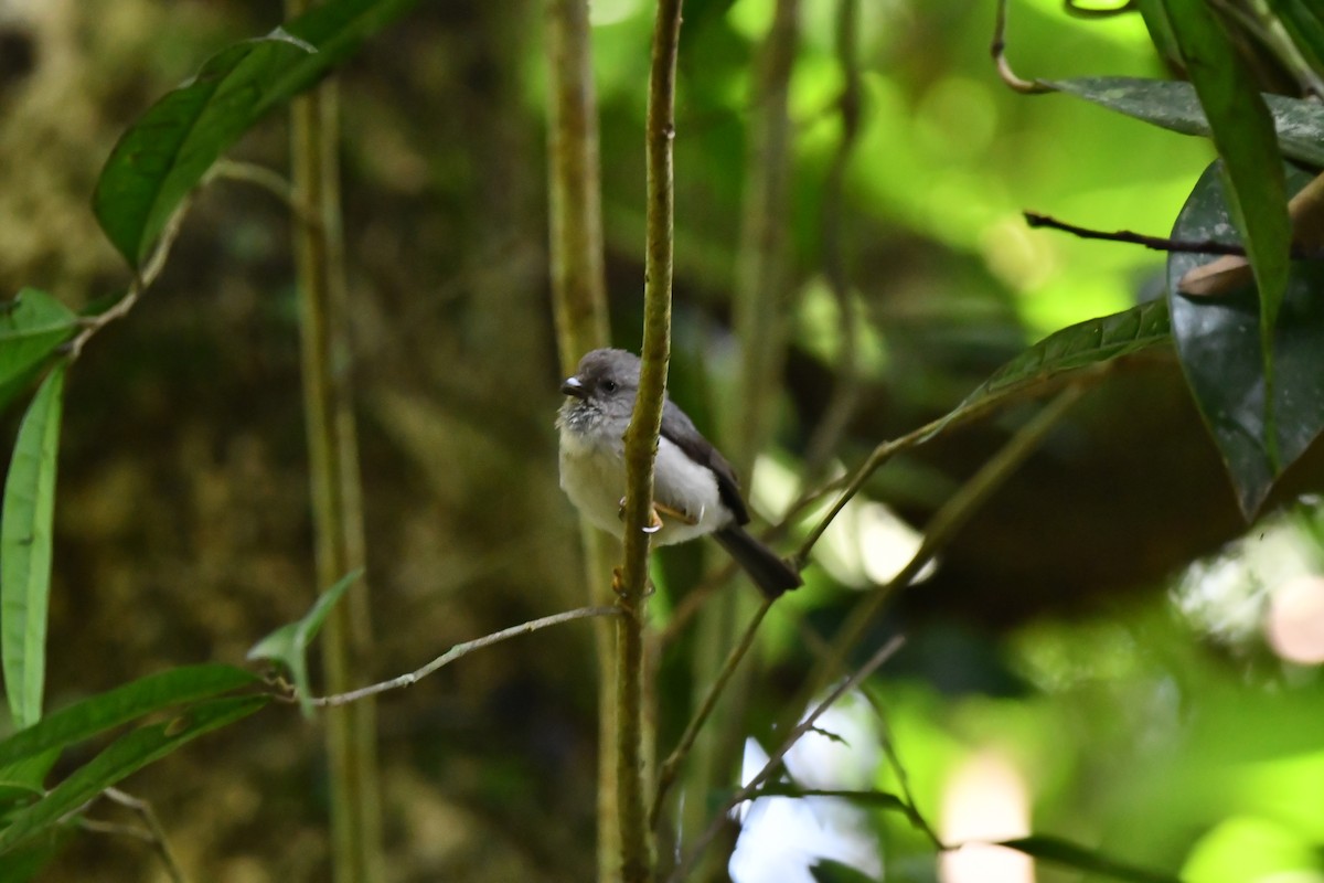 Javaschwanzmeise - ML644081734