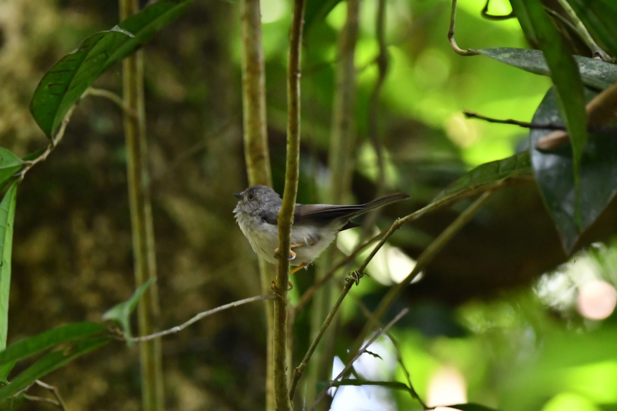 Javaschwanzmeise - ML644081735