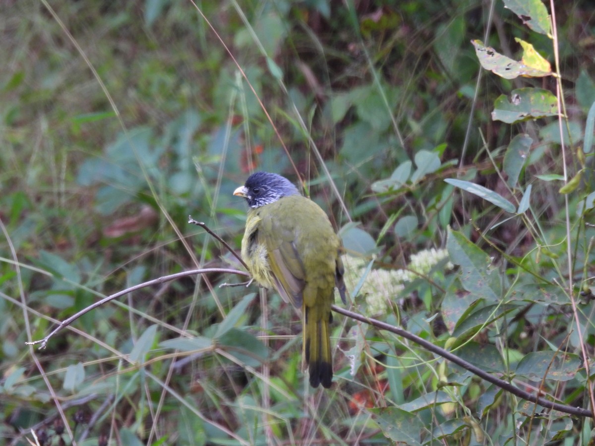 Bulbul à semi-collier - ML644081743