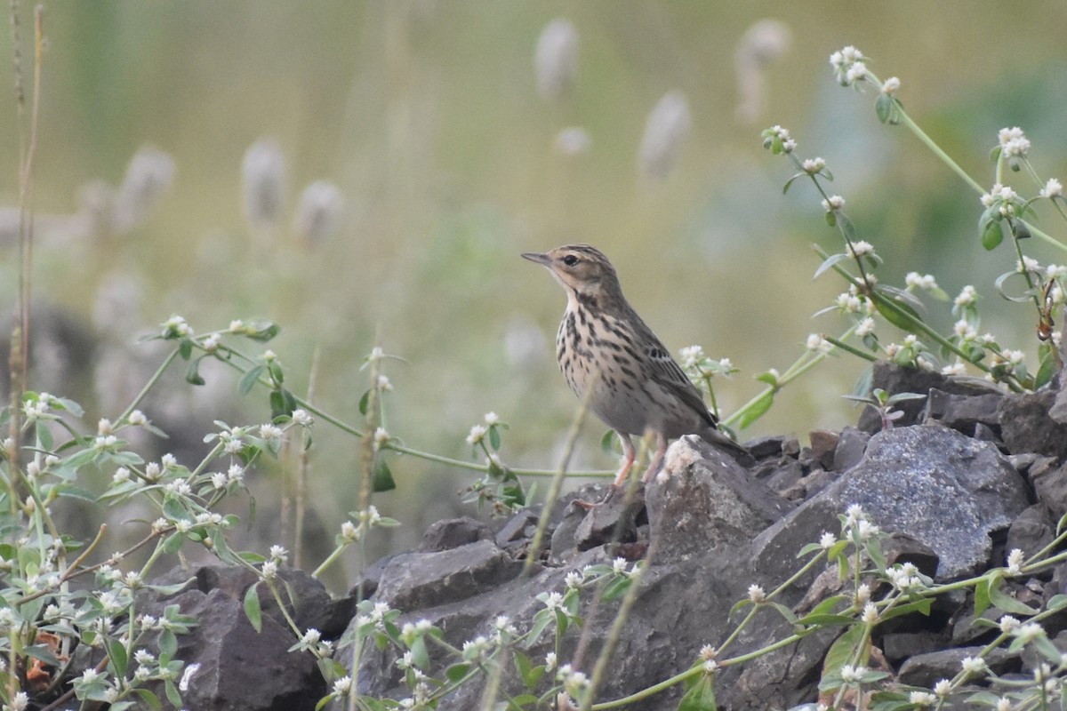 Pipit des arbres - ML644081744