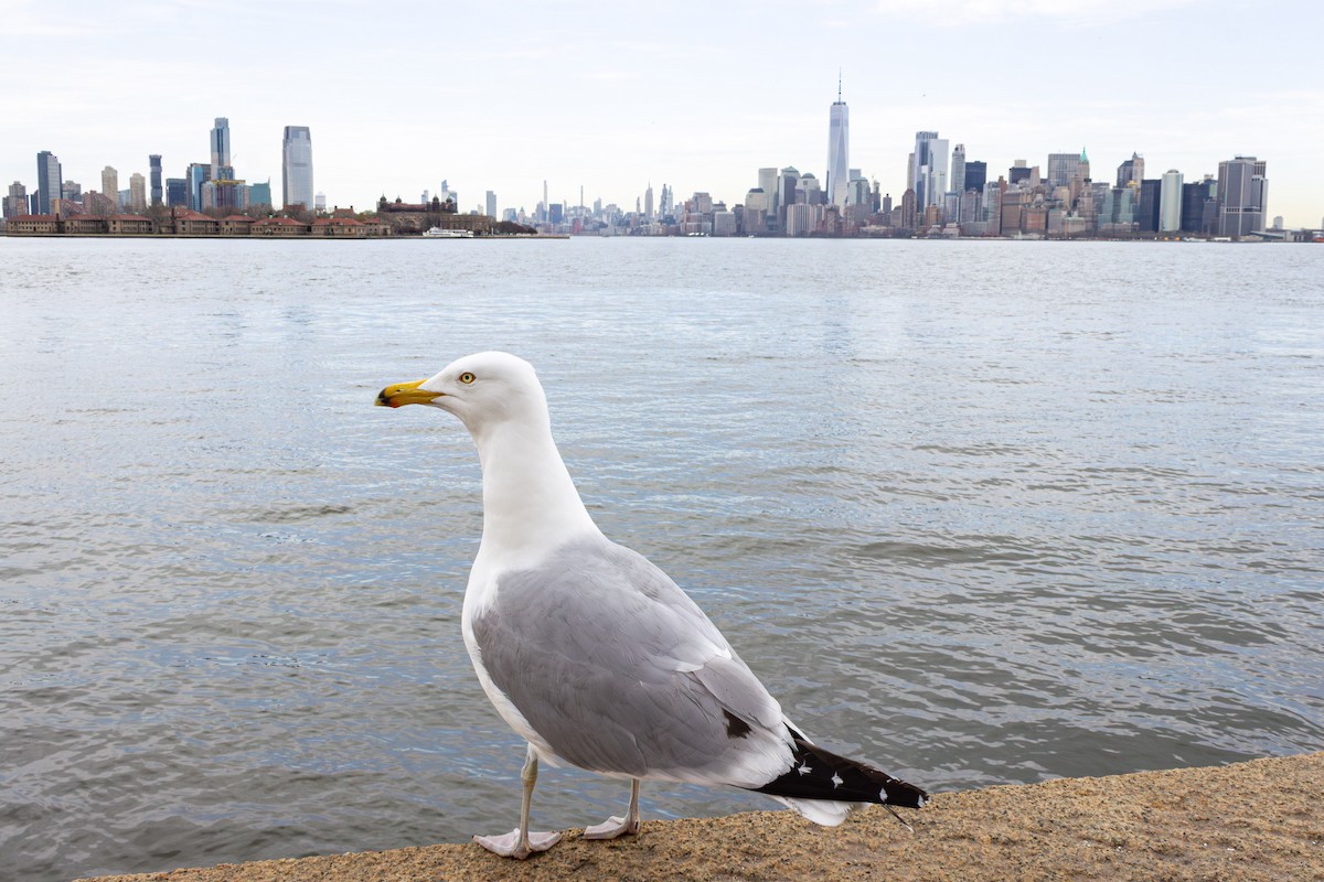 Ring-billed Gull - ML644081747