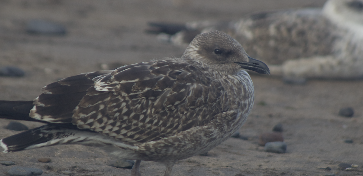Lesser Black-backed Gull - ML644081755
