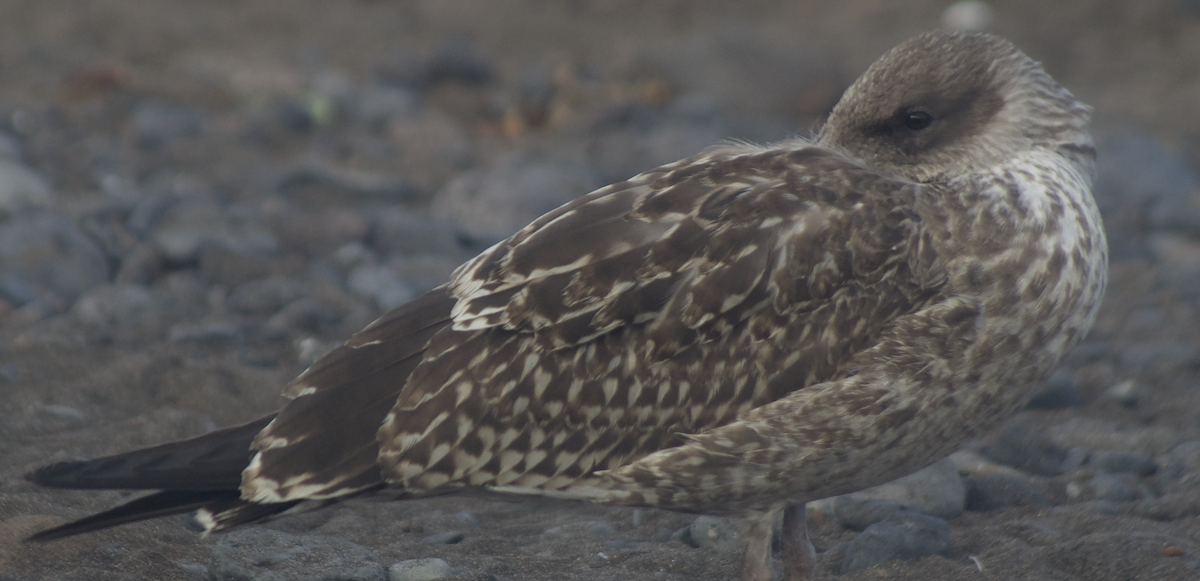 Lesser Black-backed Gull - ML644081756