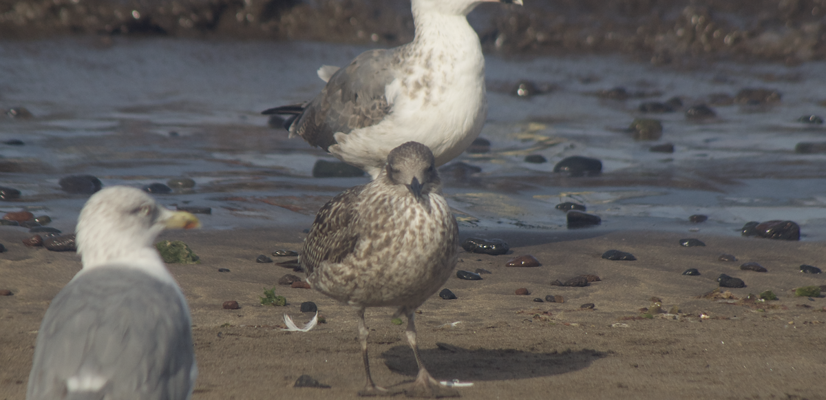 Lesser Black-backed Gull - ML644081757