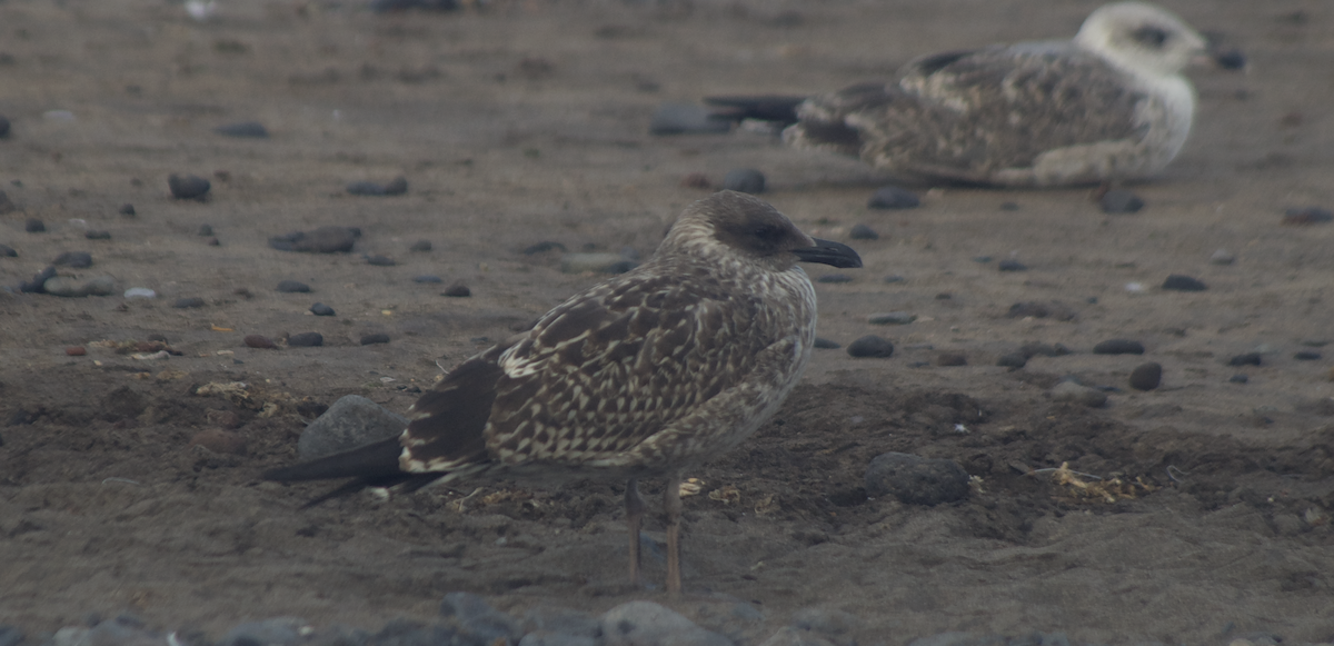 Lesser Black-backed Gull - ML644081758