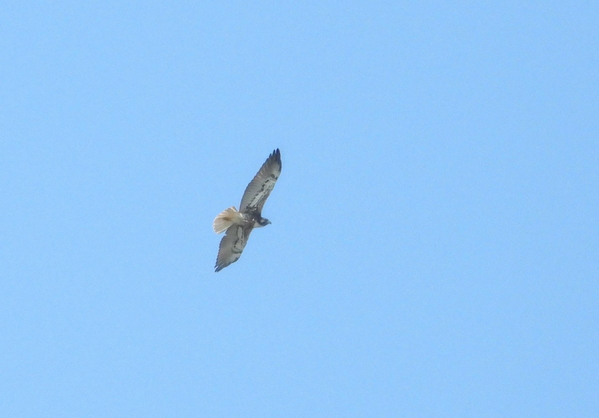 White-tailed Hawk - ML644081779