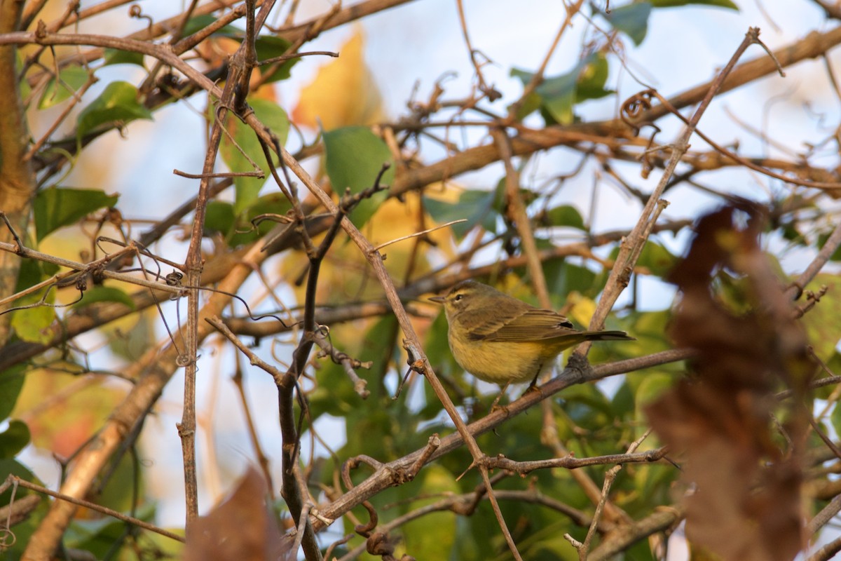 Palm Warbler - ML644081784