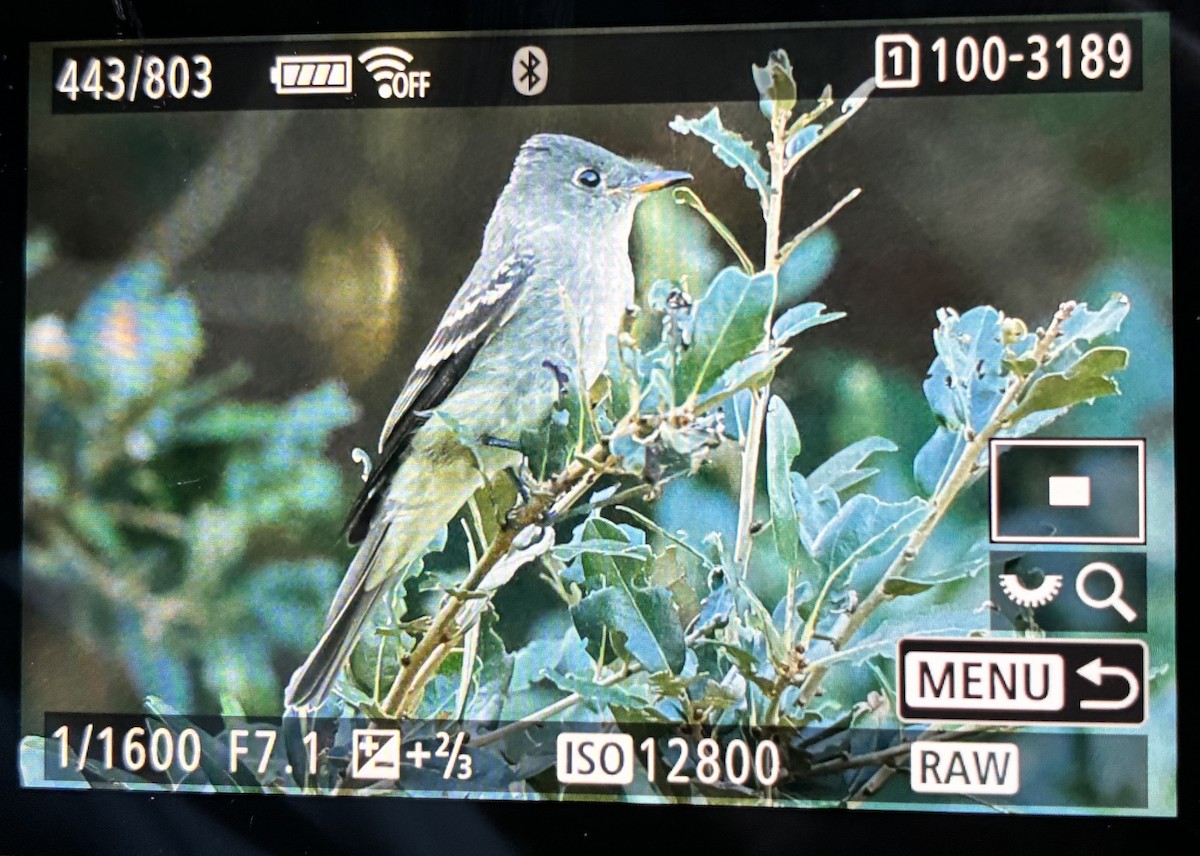 Eastern Wood-Pewee - ML644081785