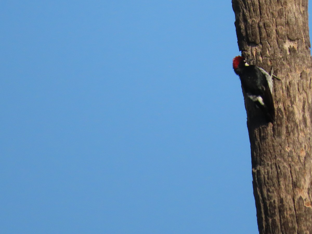 Acorn Woodpecker - ML644081813
