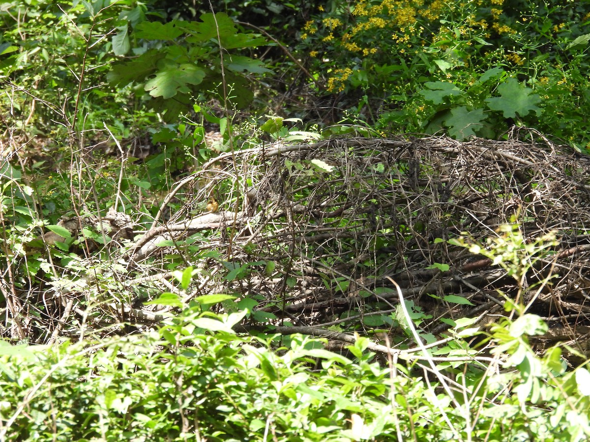 Manchurian Bush Warbler - ML644081814