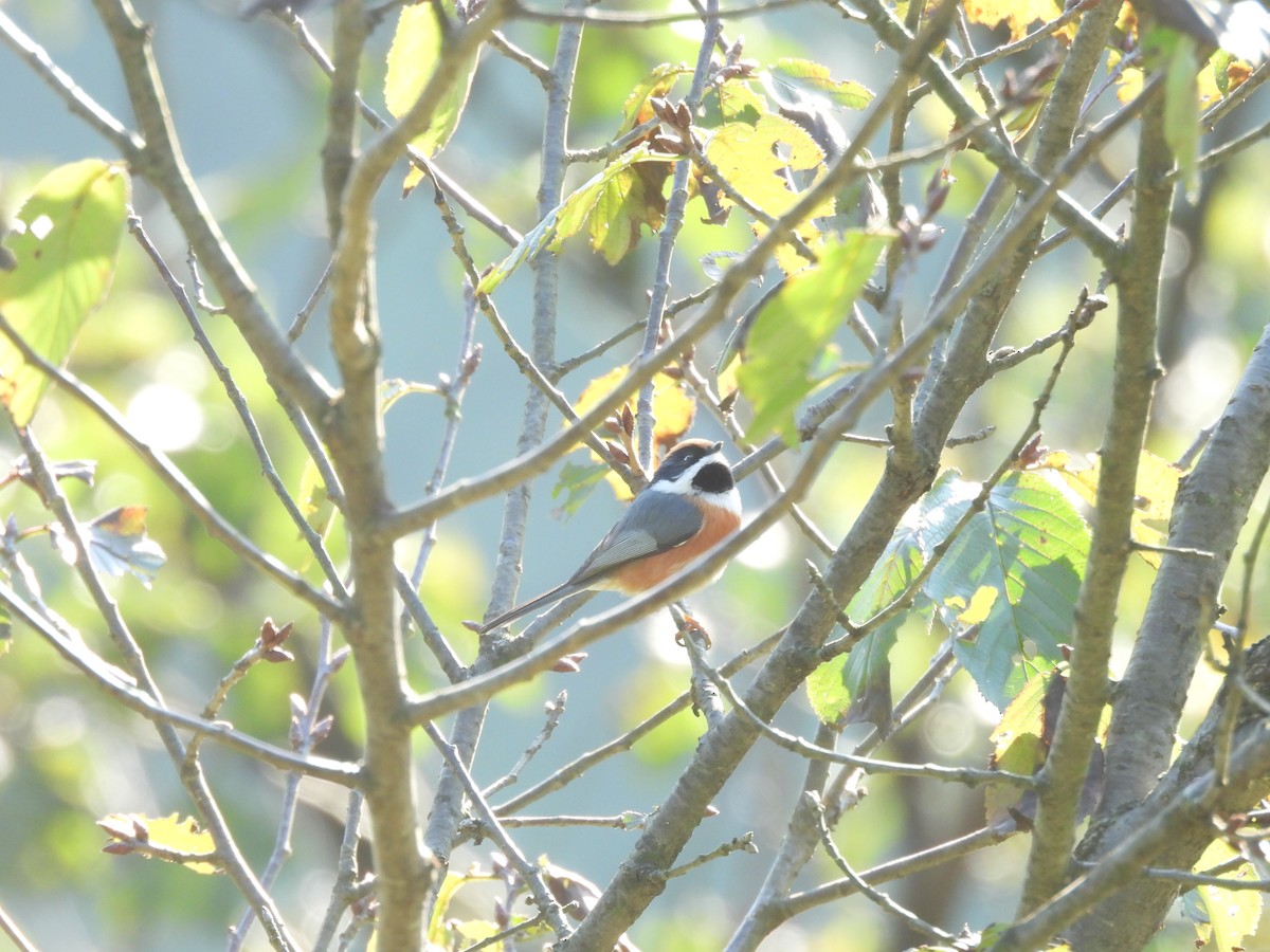 Black-throated Tit - ML644081825