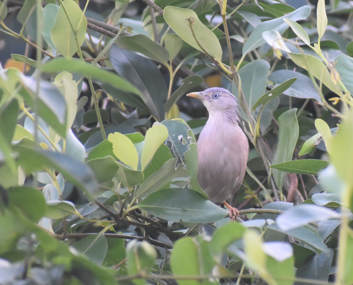 Chestnut-tailed Starling - ML644081846