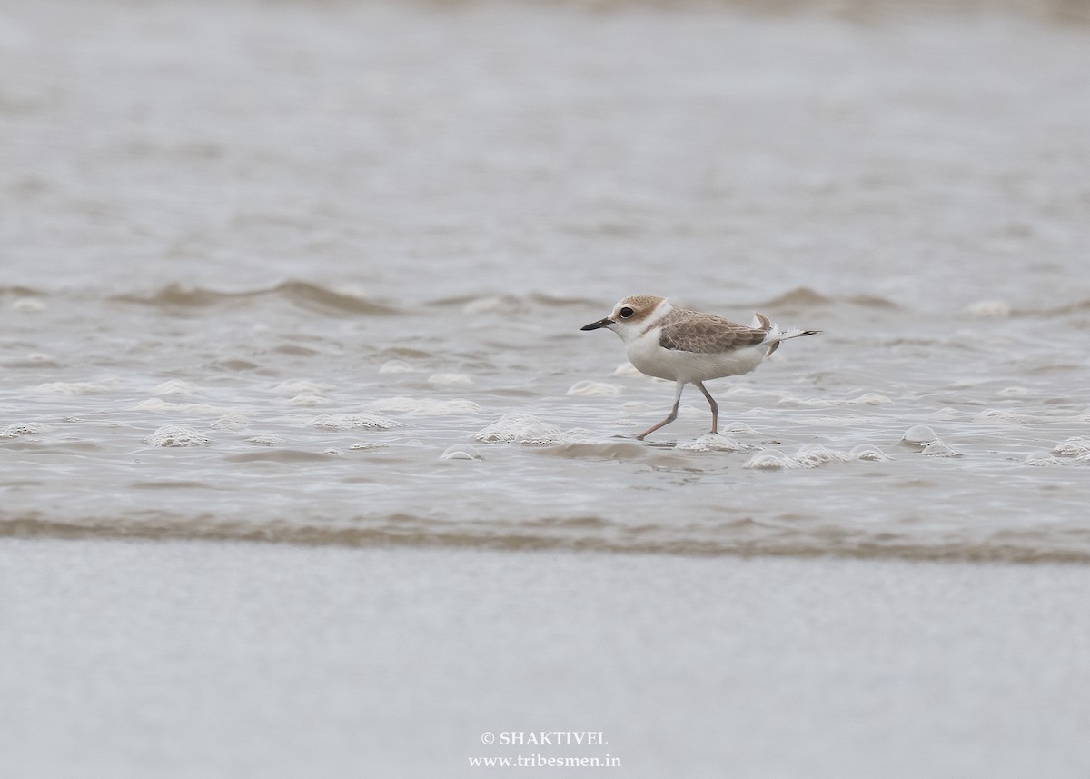 White-faced Plover - ML644081851