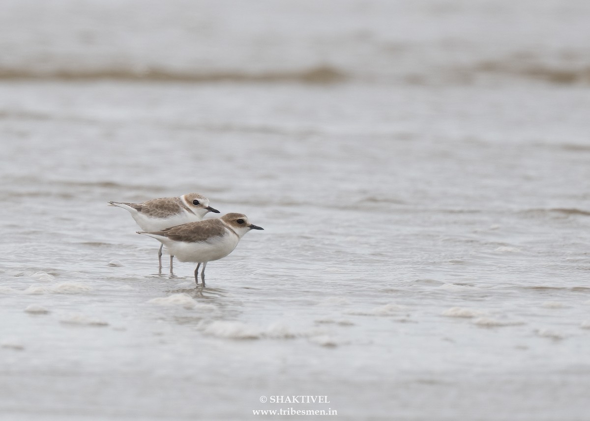 White-faced Plover - ML644081852