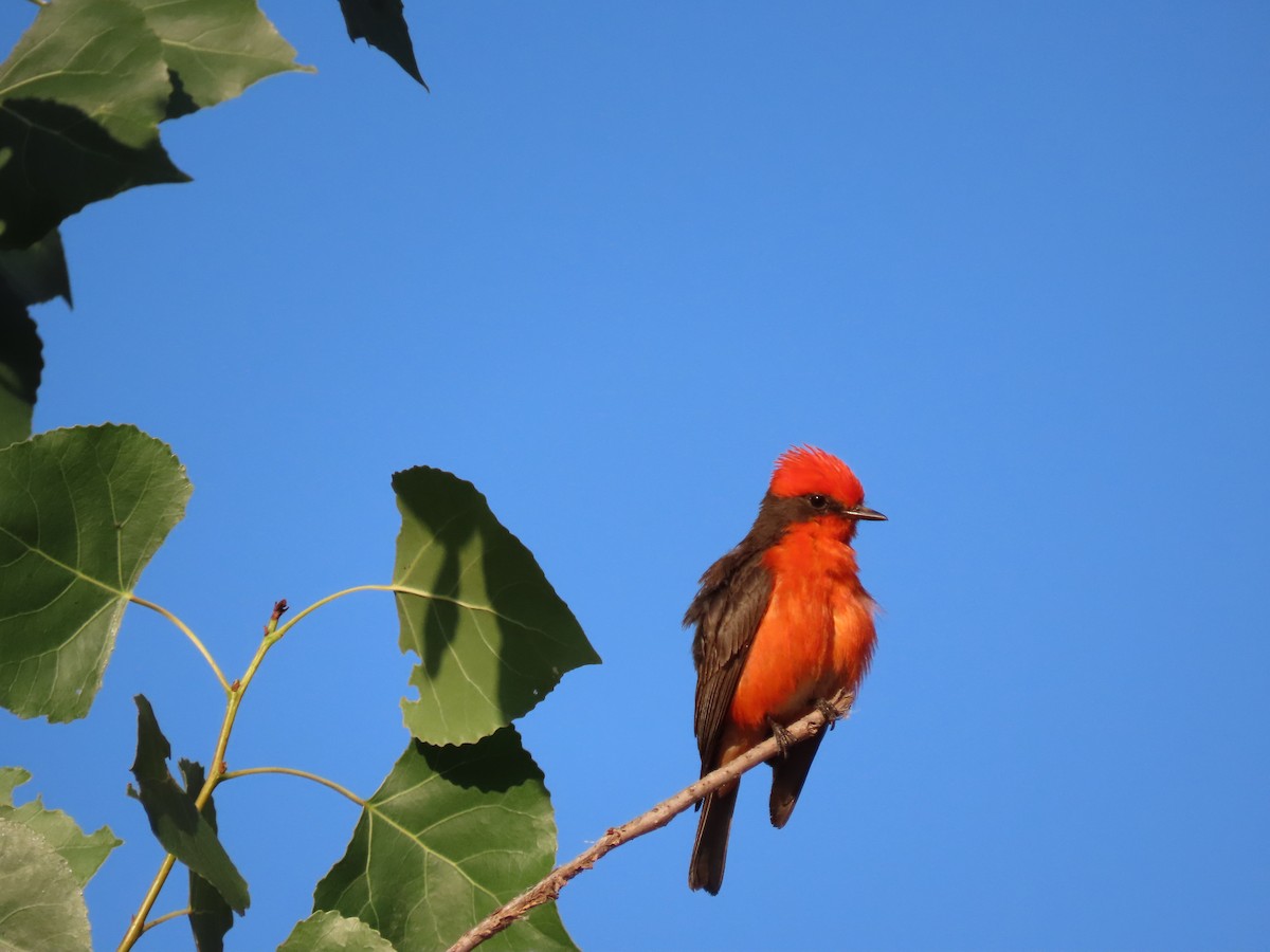 Vermilion Flycatcher - ML644081870