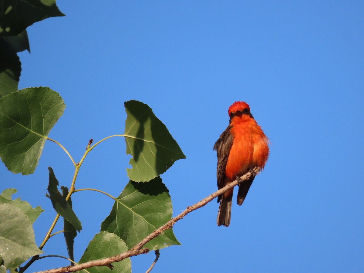 Vermilion Flycatcher - ML644081880