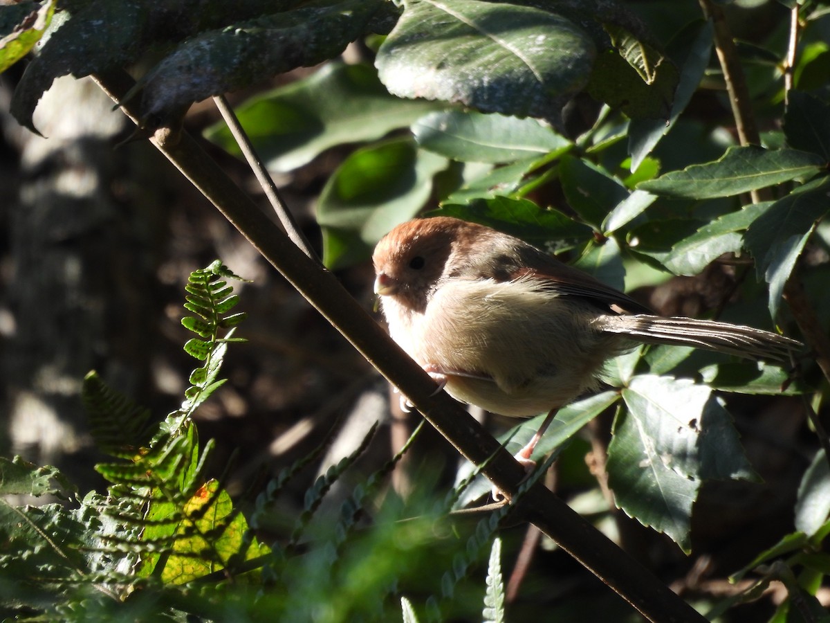 Vinous-throated Parrotbill - ML644081891
