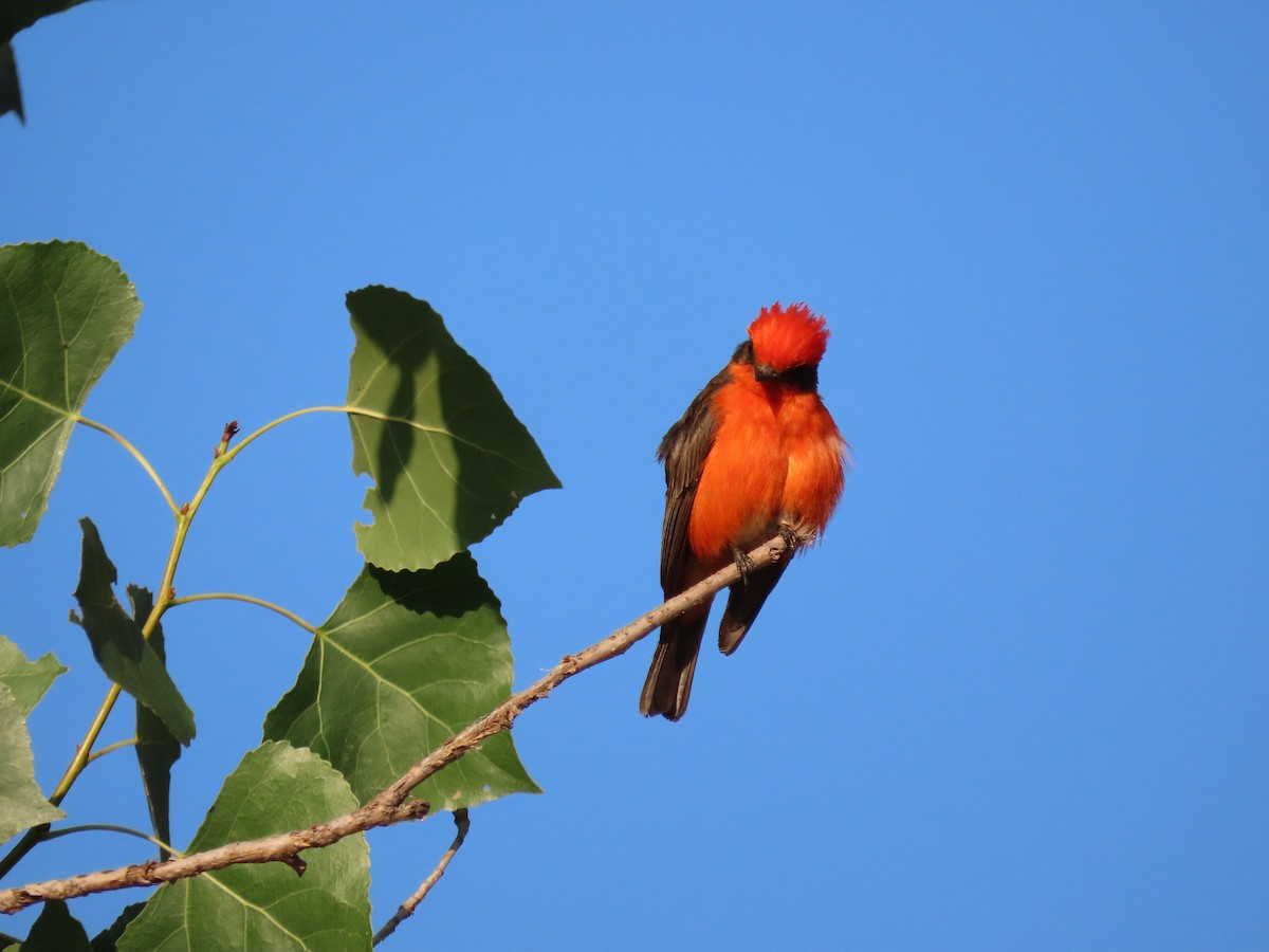 Vermilion Flycatcher - ML644081892