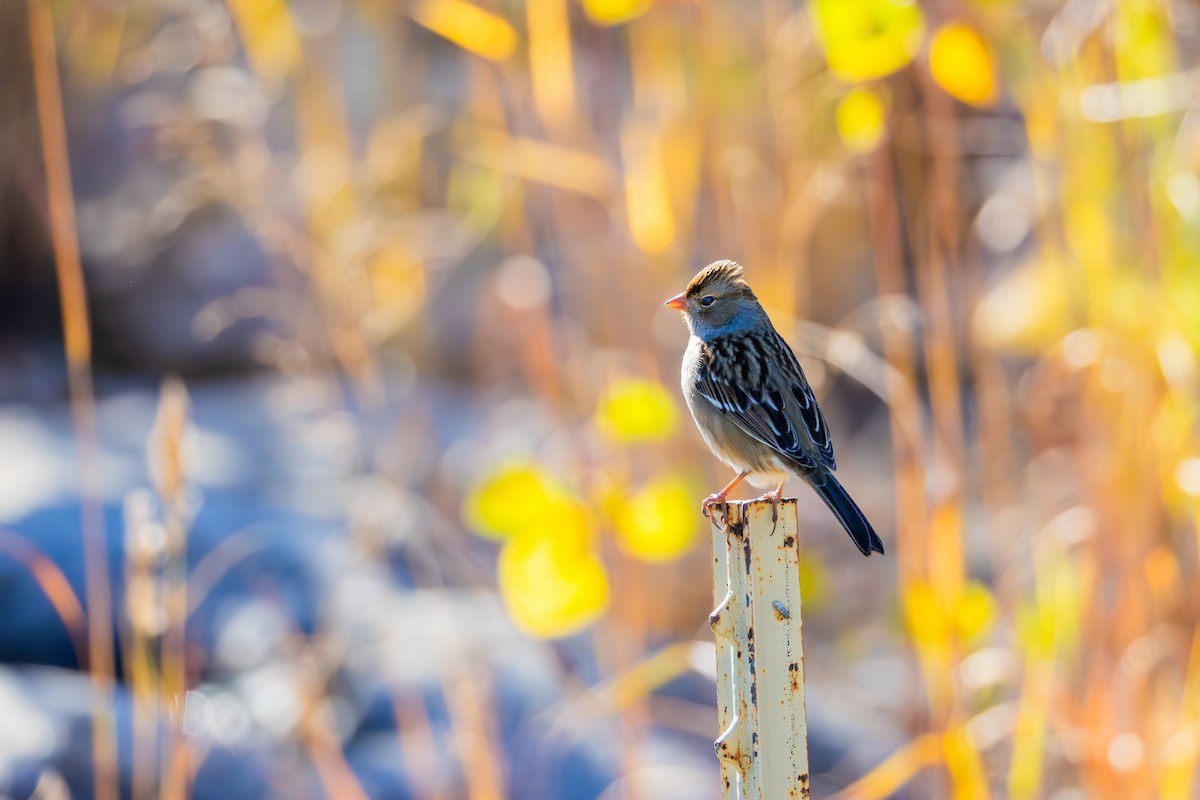 Porsuk Serçesi - ML644081900