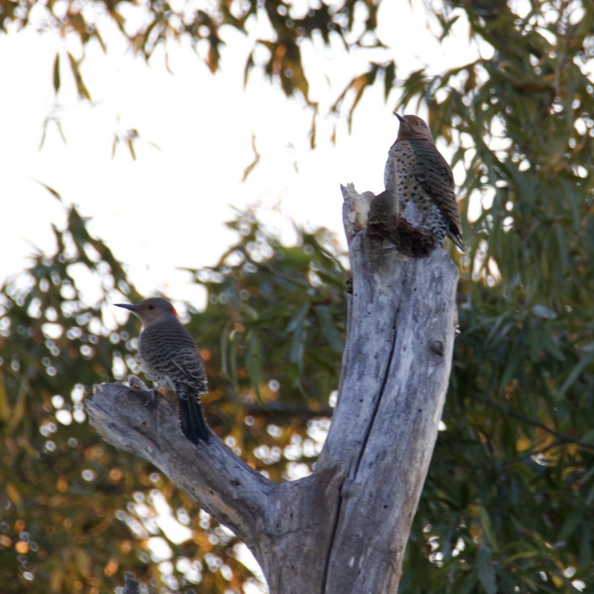 Northern Flicker - ML644081903