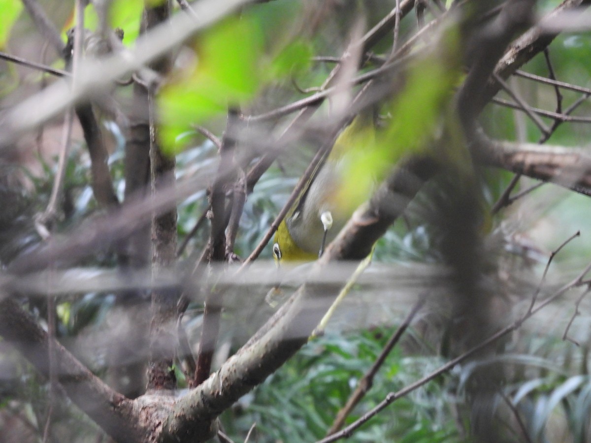 Swinhoe's White-eye - ML644081907