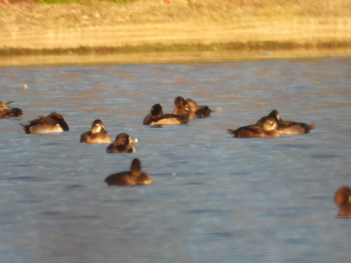 Greater/Lesser Scaup - ML644081917