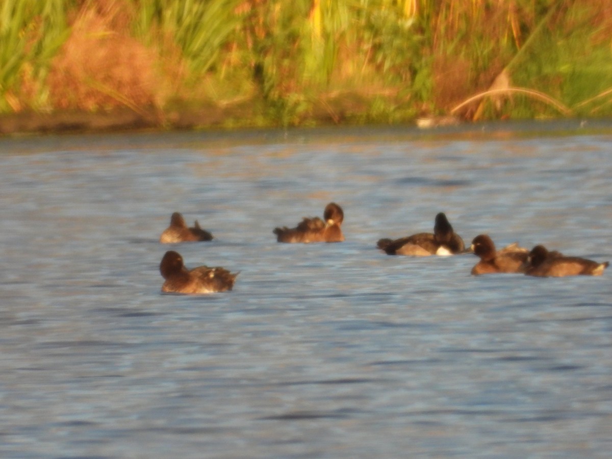 Greater/Lesser Scaup - ML644081919