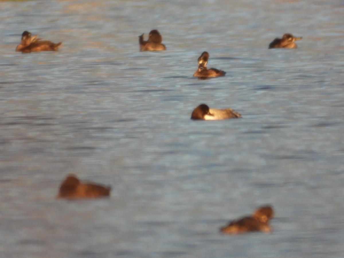 Greater/Lesser Scaup - ML644081920