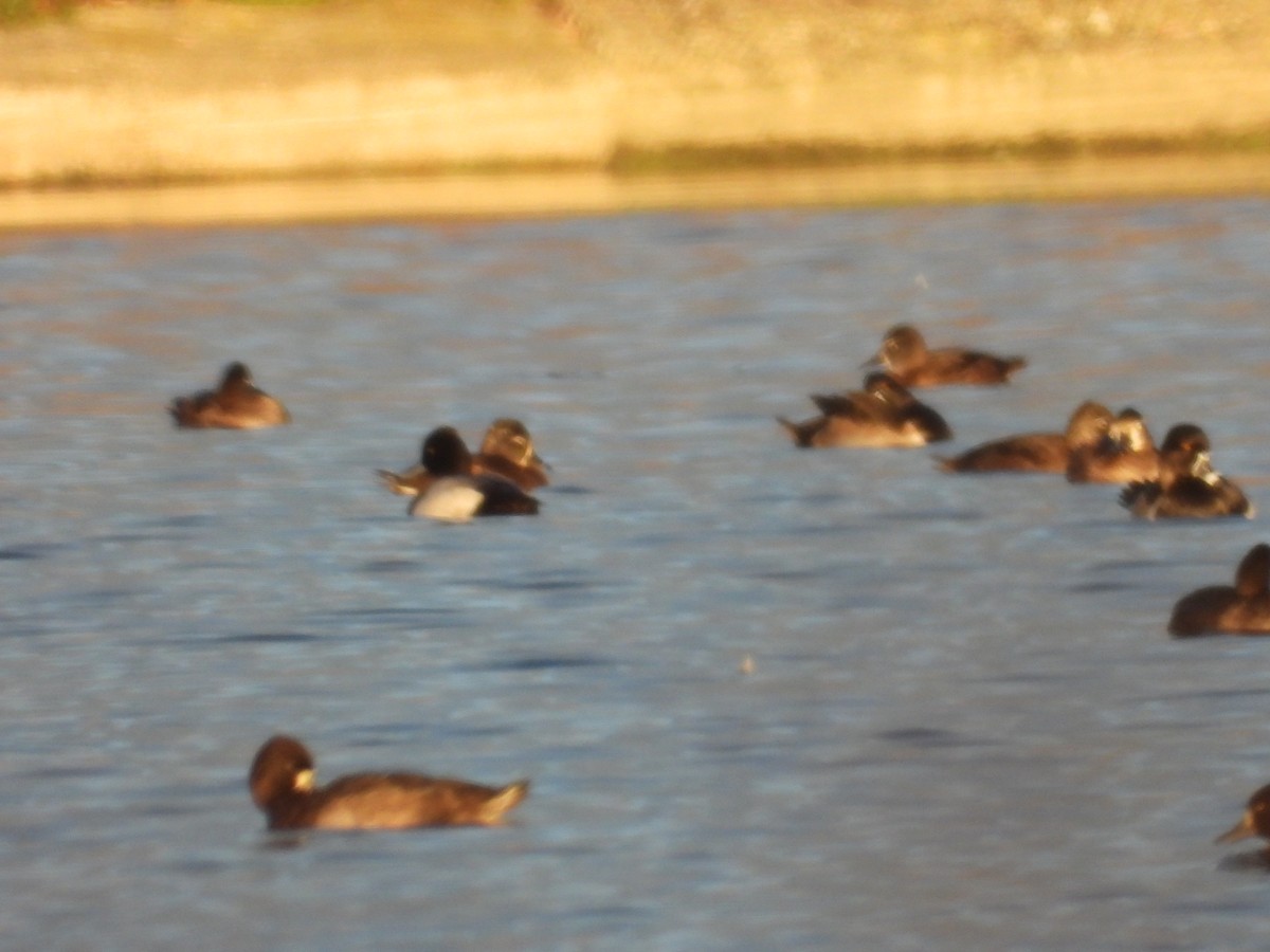 Greater/Lesser Scaup - ML644081921
