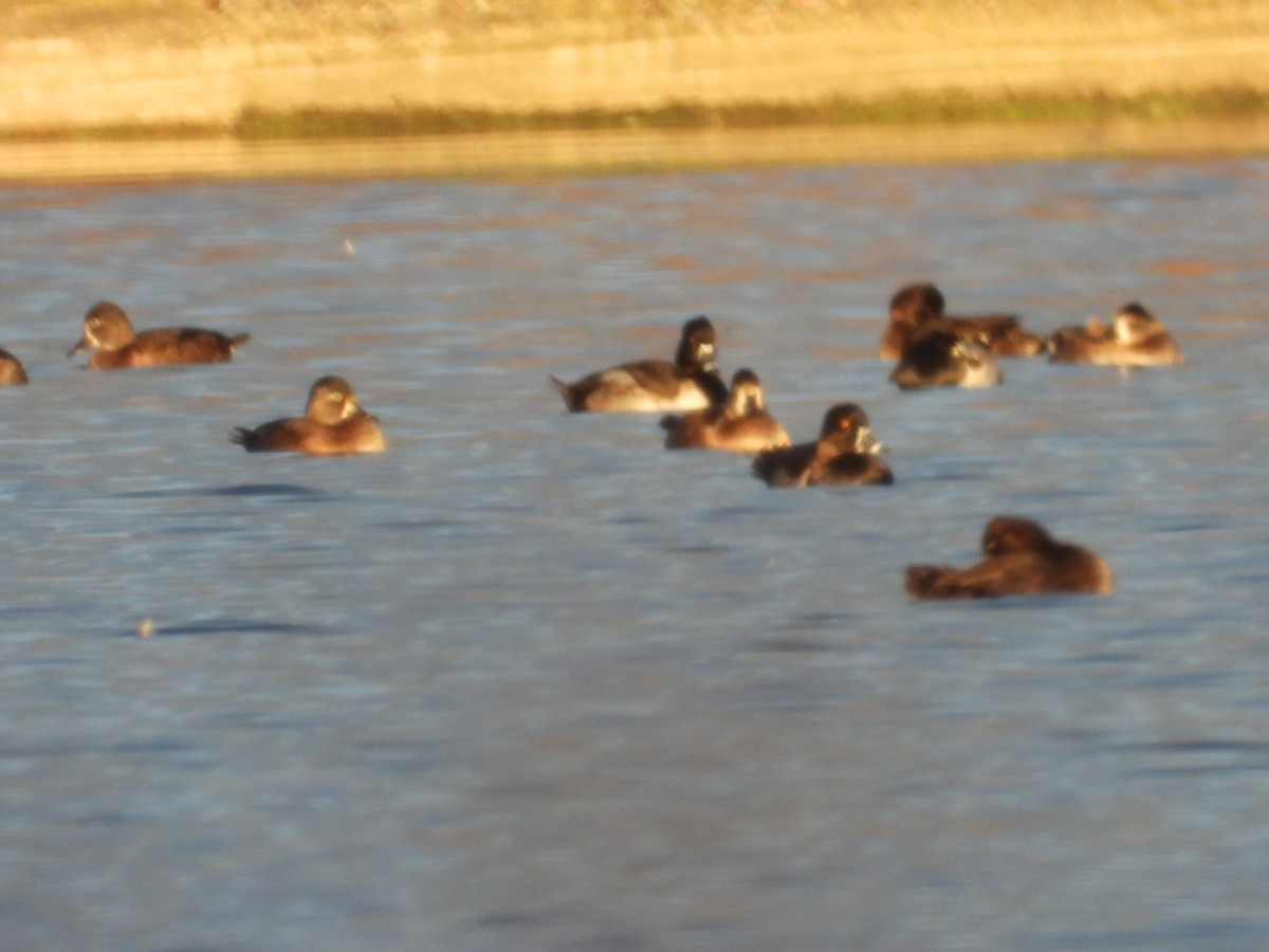 Greater/Lesser Scaup - ML644081924