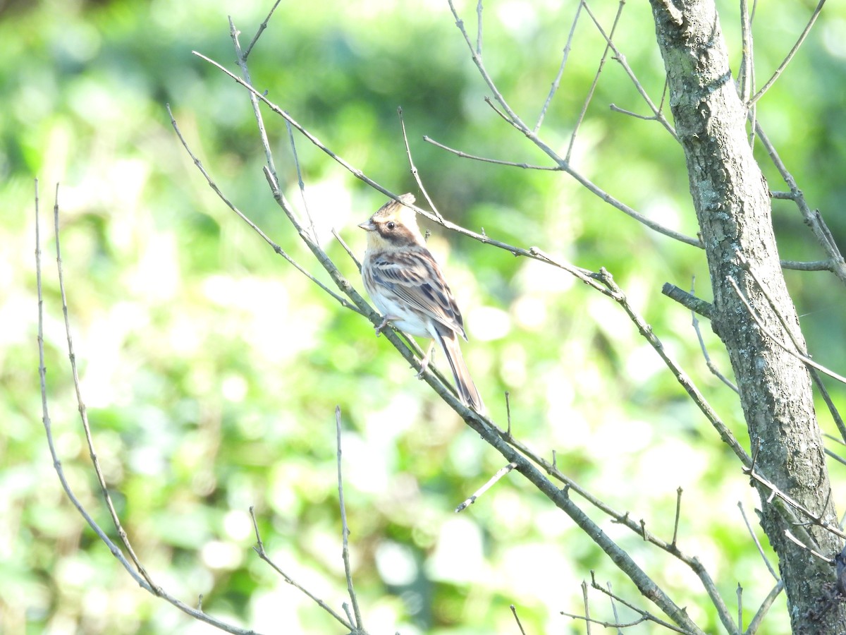 Yellow-throated Bunting - ML644081931