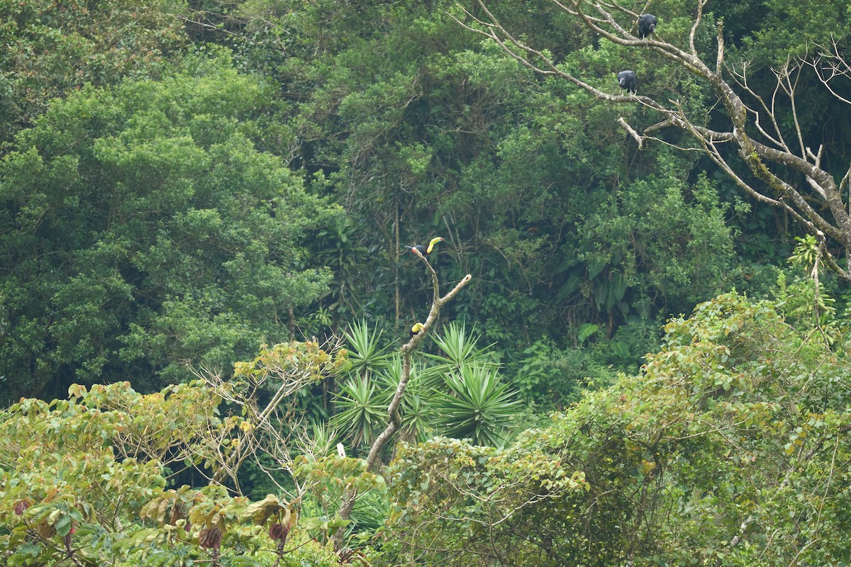 Black Vulture - ML644081979