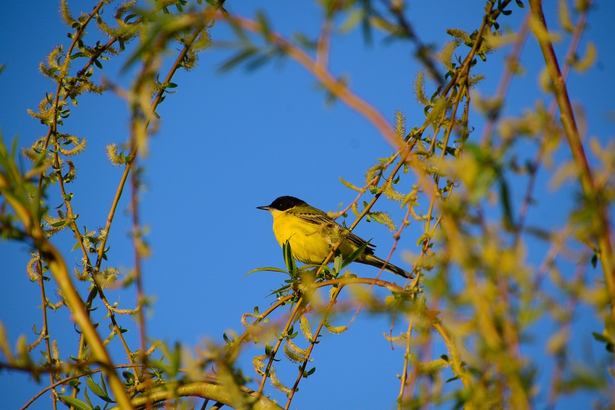 Western Yellow Wagtail (feldegg) - ML644081980