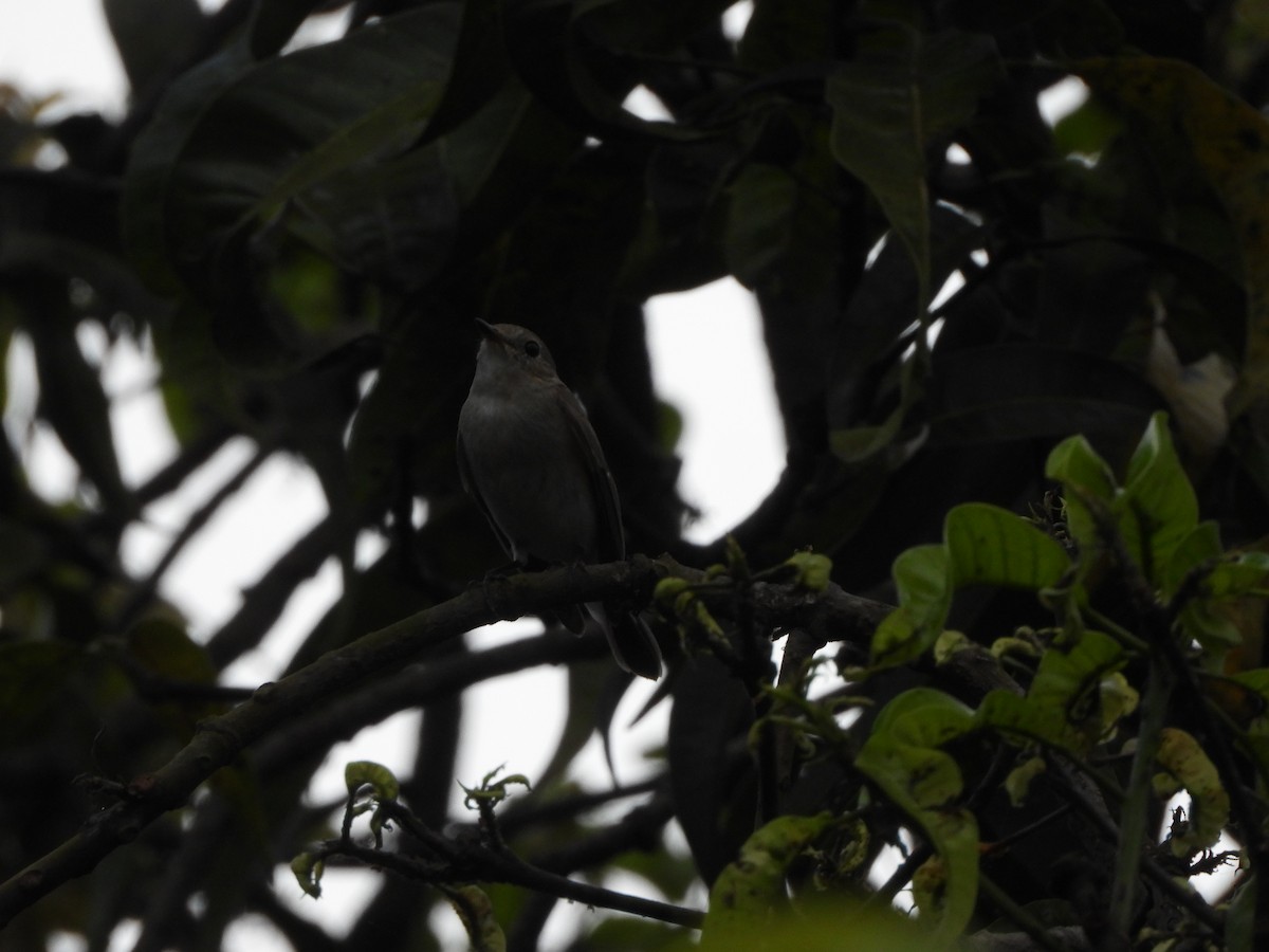 Taiga Flycatcher - Vaibhav PatiL