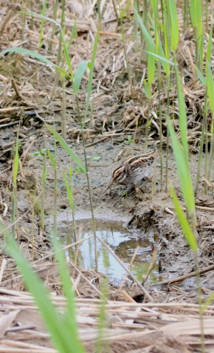 Jack Snipe - Jason He