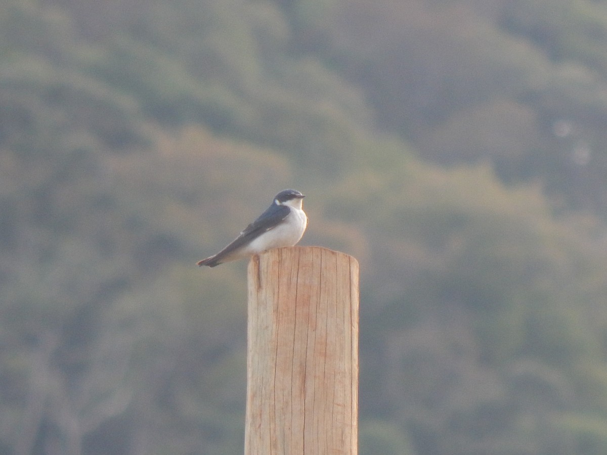 White-rumped Swallow - ML644082011