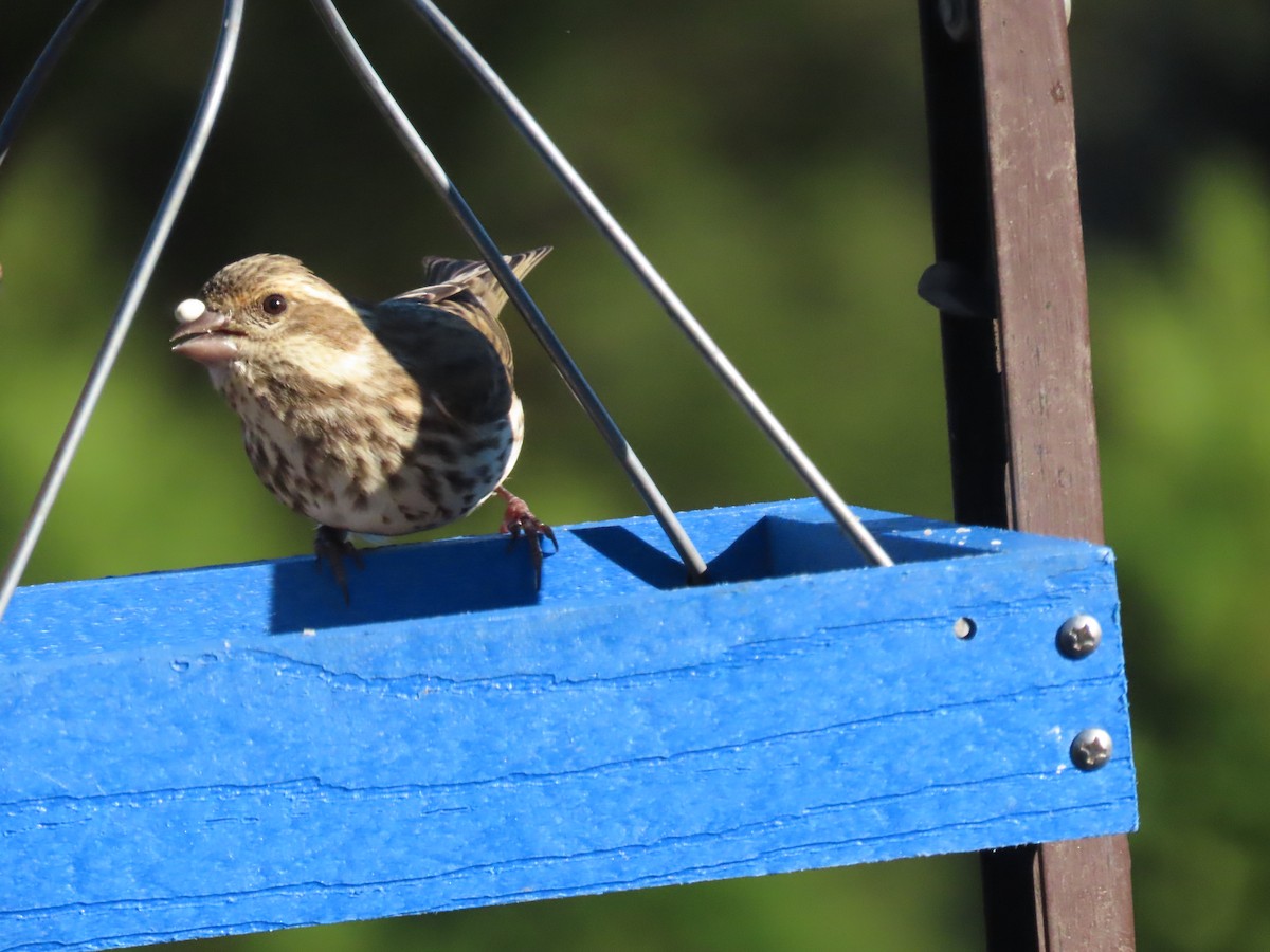 Purple Finch - Jo Spilde