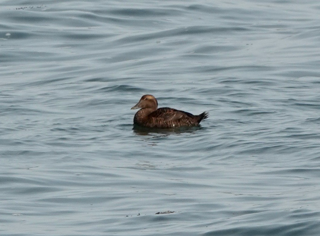 Common Eider - Alenka Weinhold