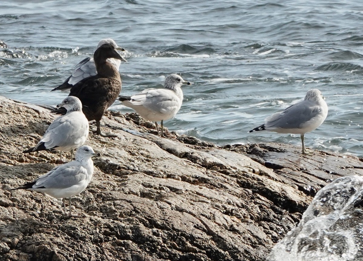Common Eider - Alenka Weinhold