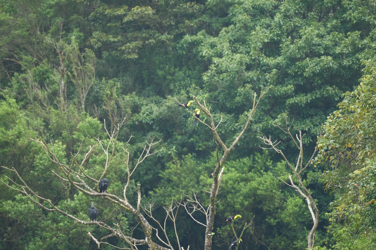 Black Vulture - ML644082021