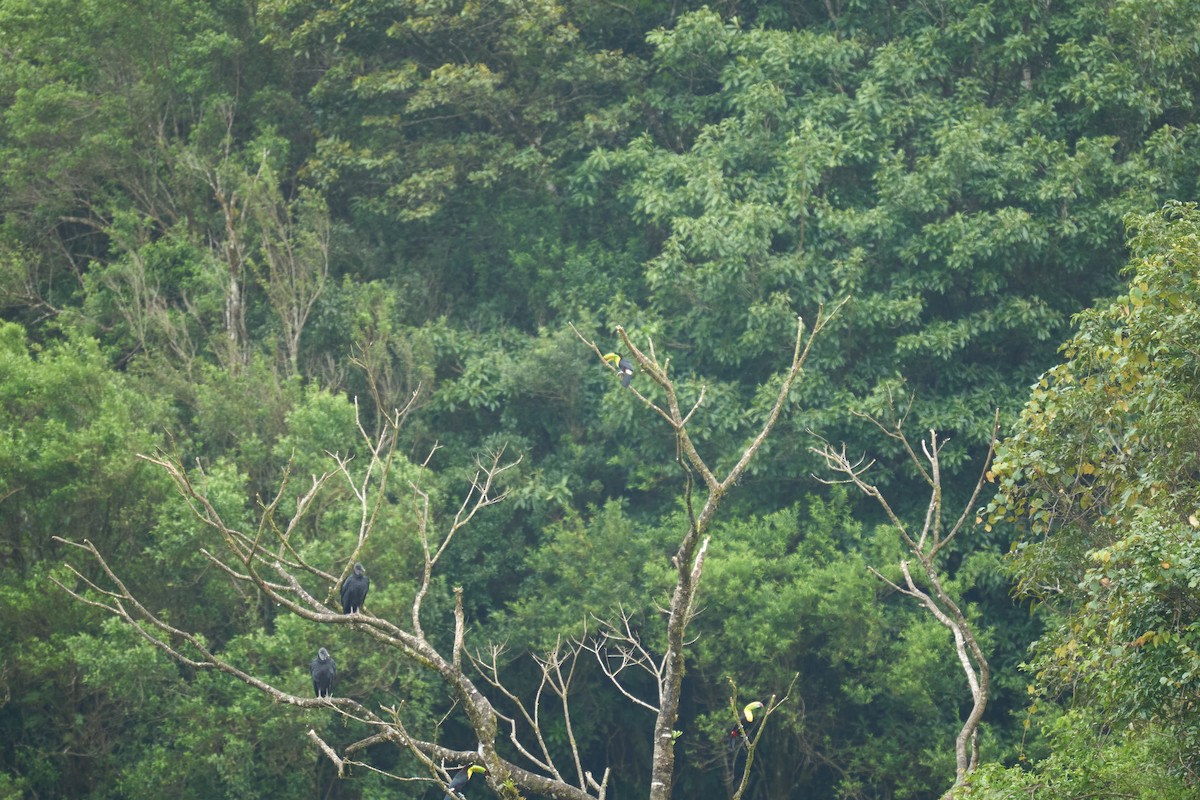 Black Vulture - ML644082022