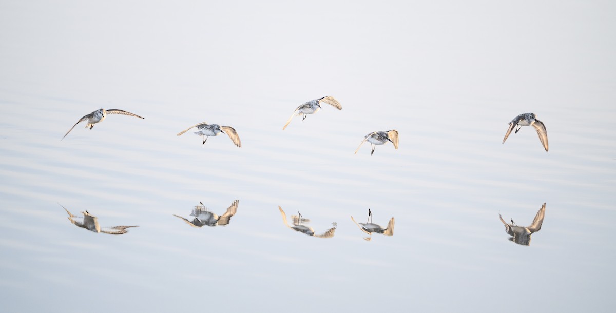 ヒレアシトウネン - ML644082023