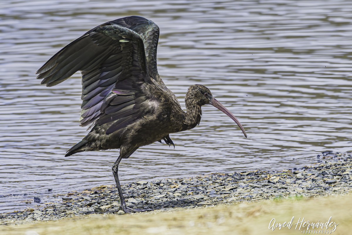 Ibis de Ridgway - ML644082030