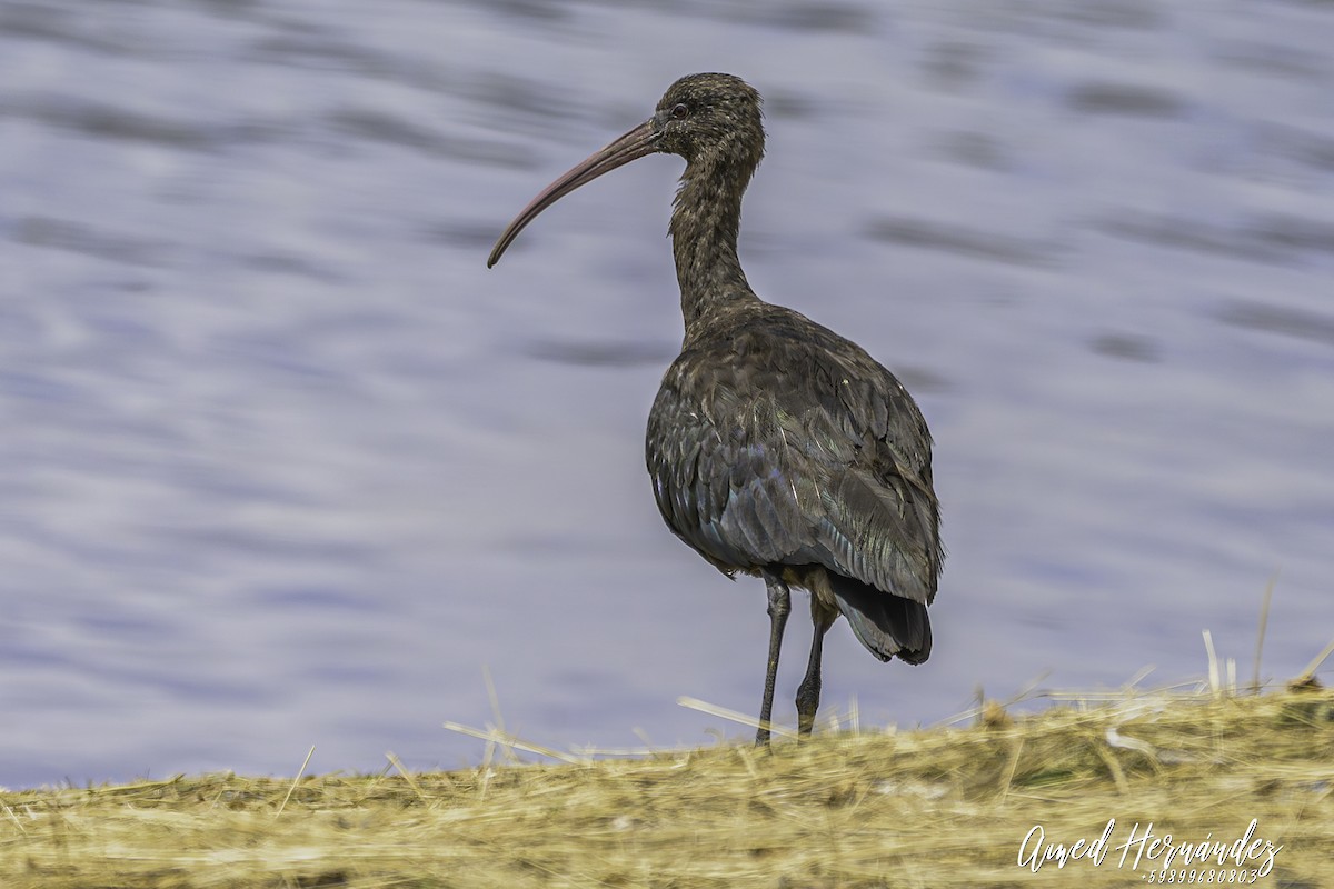 Ibis de Ridgway - ML644082031