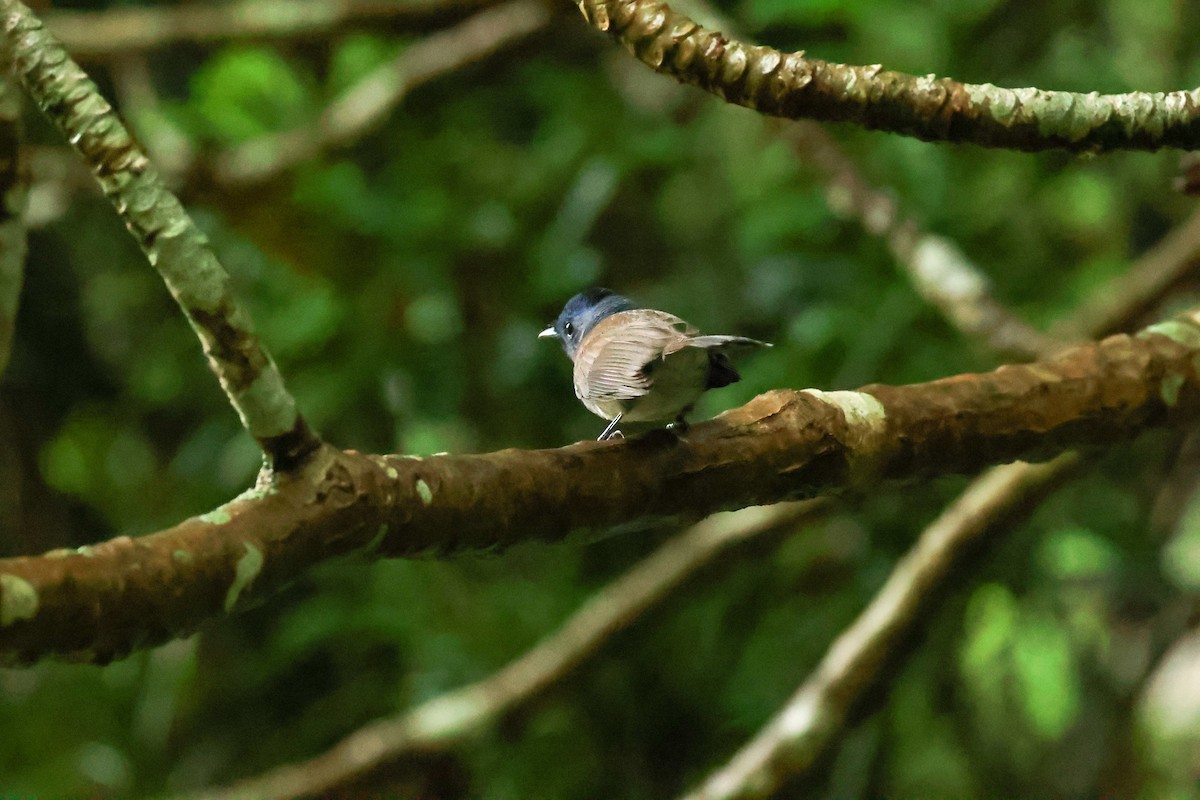 Tchitrec azuré - ML644082046