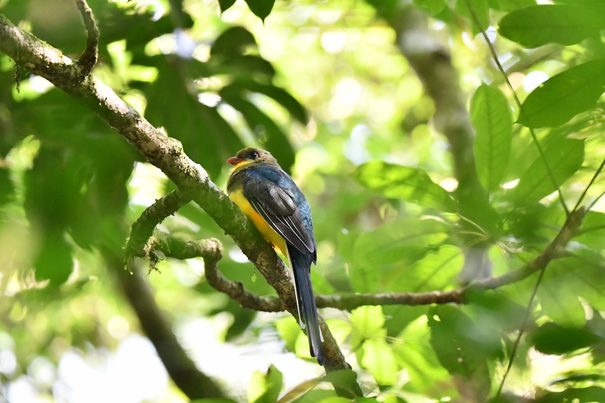 Javan Trogon - ML644082052