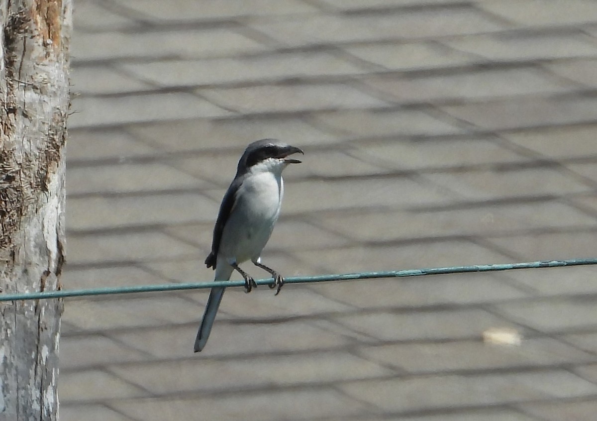 Loggerhead Shrike - ML644082062