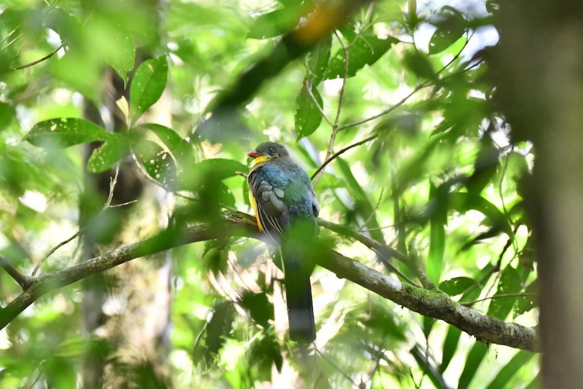Javan Trogon - ML644082064